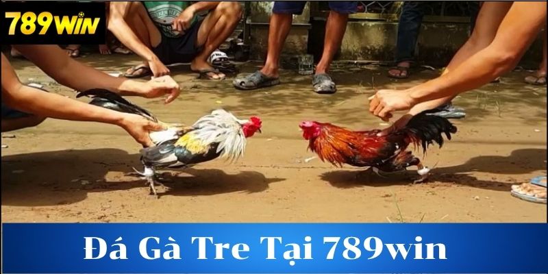 Nguồn gốc và đặc điểm của gà tre đá