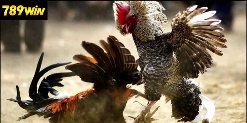 Đá Gà Đòn Hiện Đại – Sự Kết Hợp Giữa Truyền Thống Và Công Nghệ