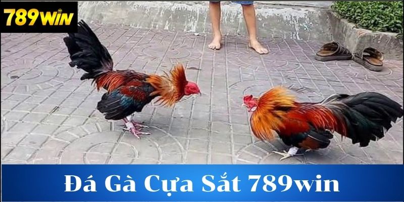 Tìm hiểu về đá gà cựa sắt 789win
