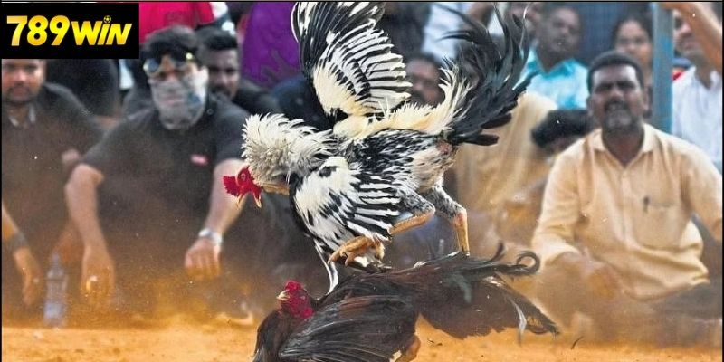 Những Lưu Ý Quan Trọng Khi Tham Gia Đá Gà Cựa Sắt